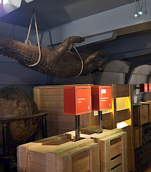 Eines der ältesten Exponate des Naturmuseums: Das 3 Meter lange Krokodil, das seit 1664 im Besitz der Sammlung ist.