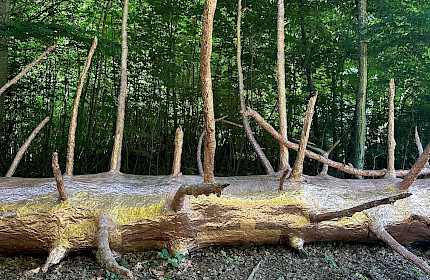 Kupferbaumsuche im Dietiker Wald