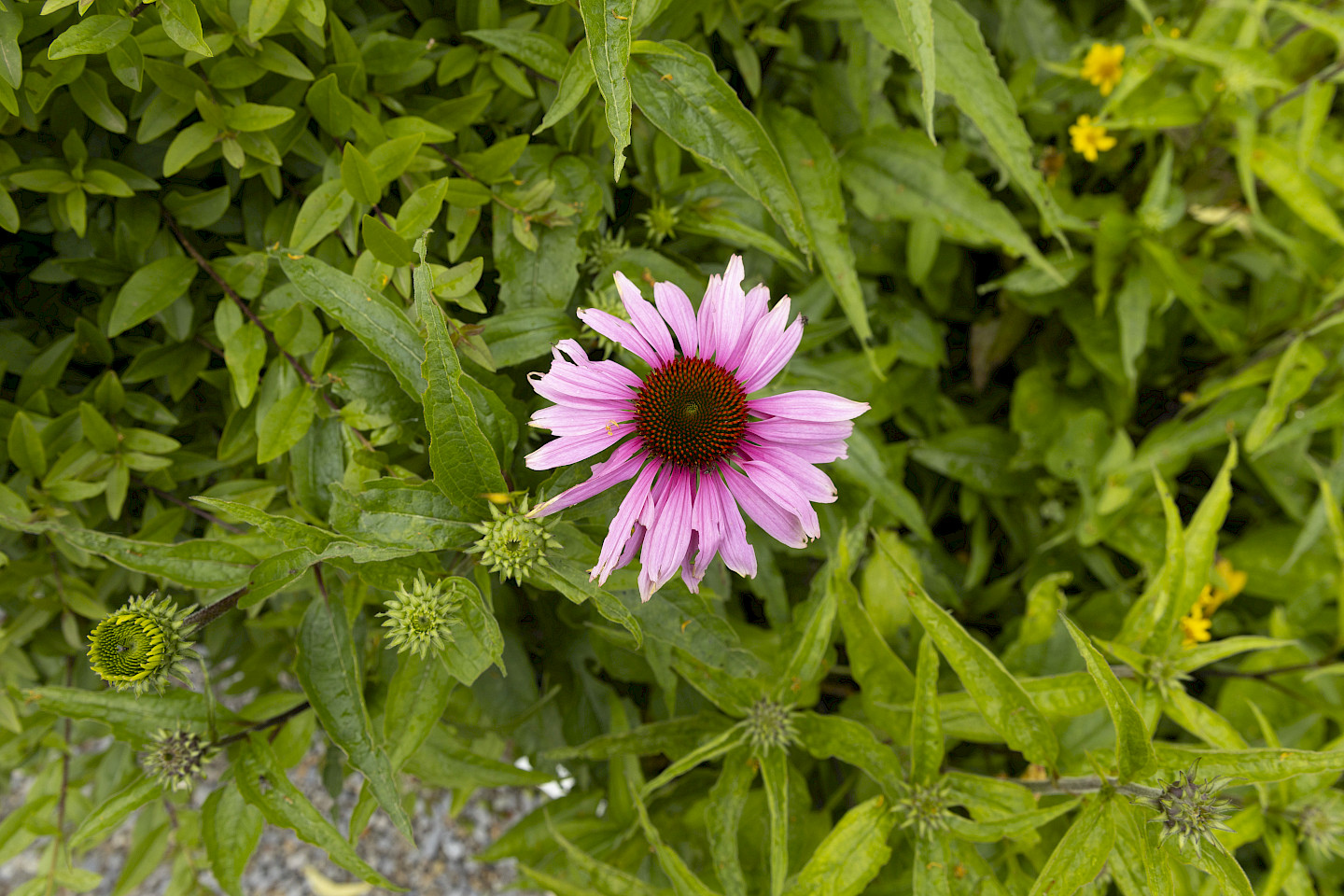 GARTENFÜHRUNG ZUR SONDERAUSSTELLUNG
