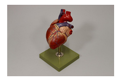 Herzmodell%2c+20.+Jh.%2c+Medizinische+Sammlung+der+UZH.+Foto%3a+Medizinische+Sammlung